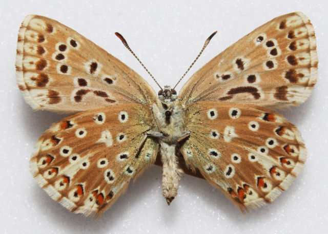 Polyommatus coridon (Chalkhill blue aberration british royston 1916) Internet Image property of respective owner, non-commercial use only
